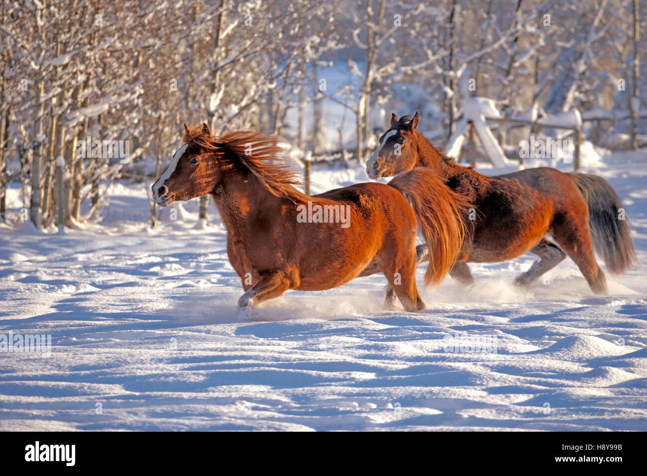 Zwei arabische Pferde zusammen, die im frischen Schnee im Winter auf der Weide. Stockfoto