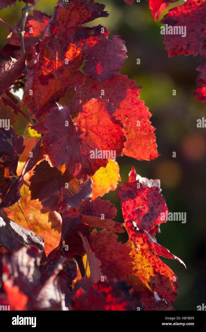 Feuille de Vigne En Automne Provence Frankreich Stockfoto