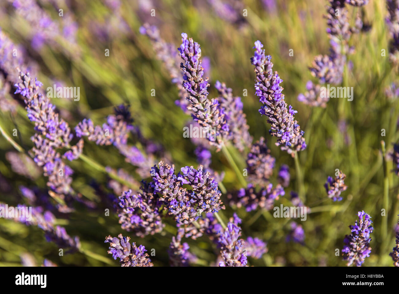 Lavande de Valensole Haute Provence Frankreich Stockfoto