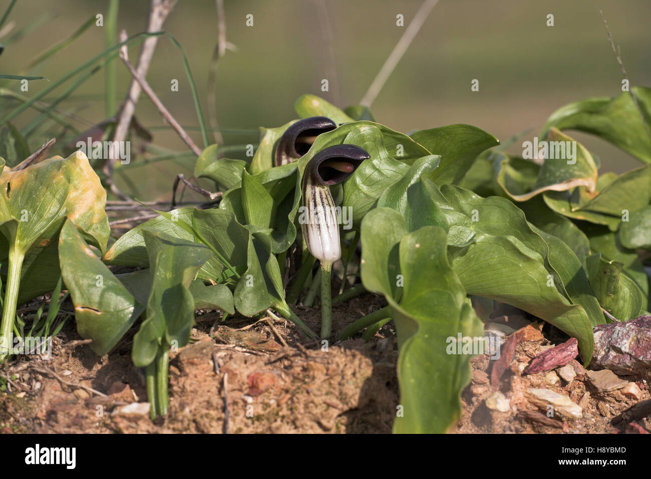 Mönchs Kutte Arisarum Vulgare in der Nähe von Castro Verde Portual Stockfoto