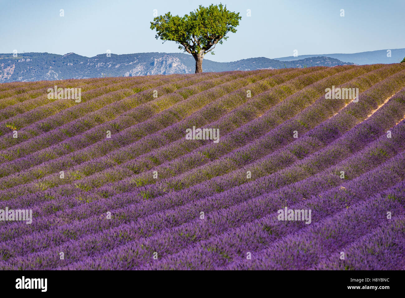 Champ de Lavande Valensole Haute Provence Frankreich 04 Stockfoto