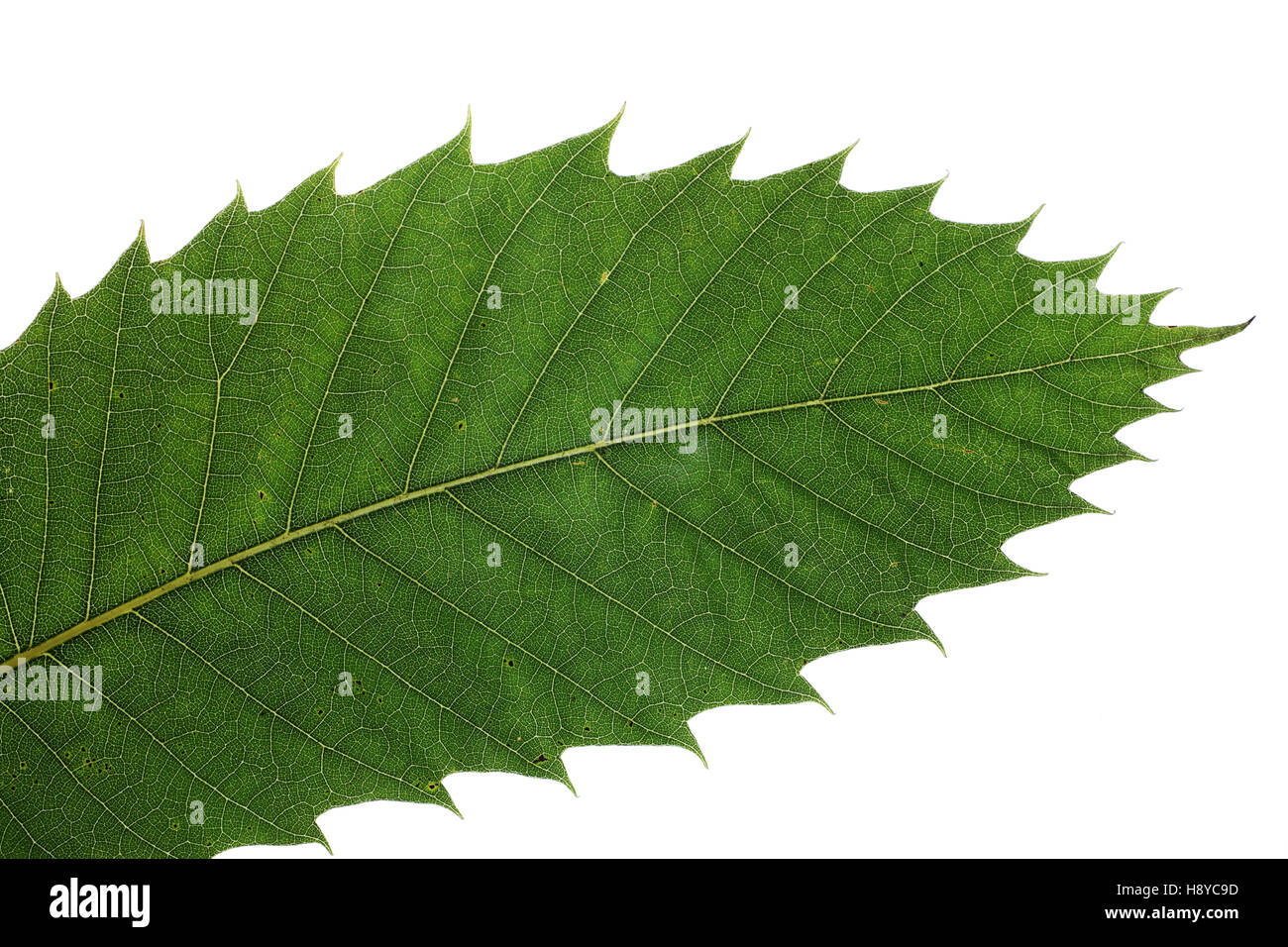 Süsse Kastanie Castanea Sativa Blatt (Studio gedreht) September 2012 Stockfoto