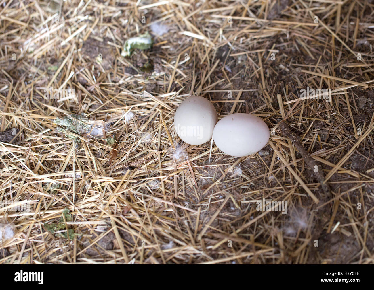 Eiern auf Stroh in einem Hühnerstall Stockfoto