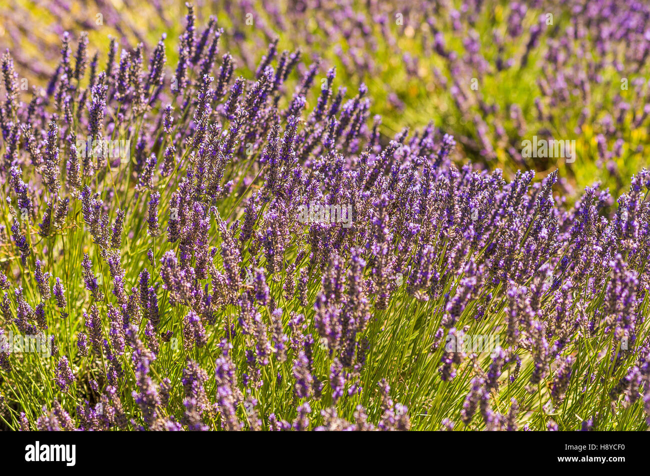 Lavande de Puimasson Haute Provence Frankreich Stockfoto