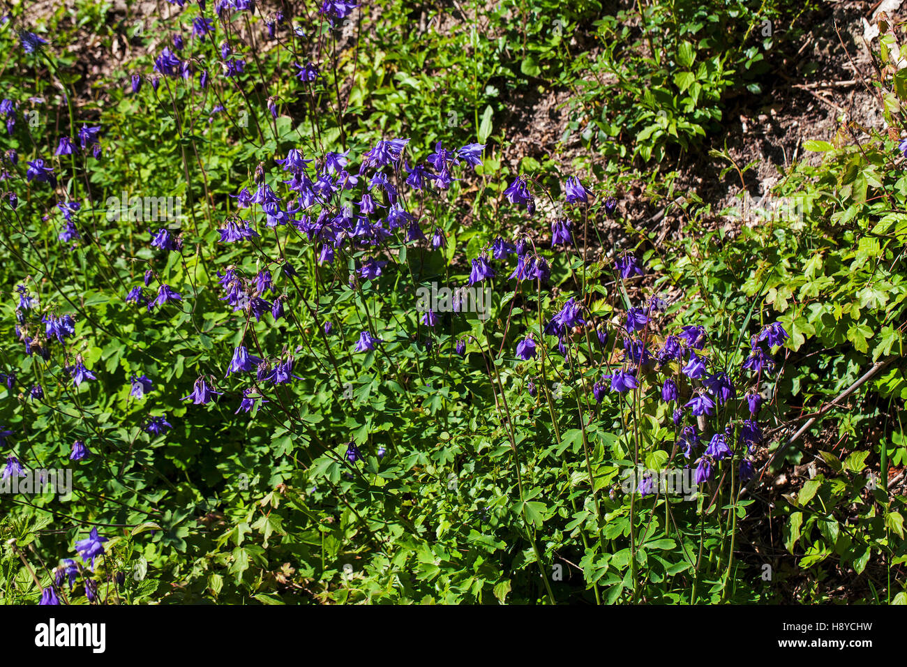 Alpine Akelei Aquilegia Alpina Naturparks Vercors Frankreich Stockfoto