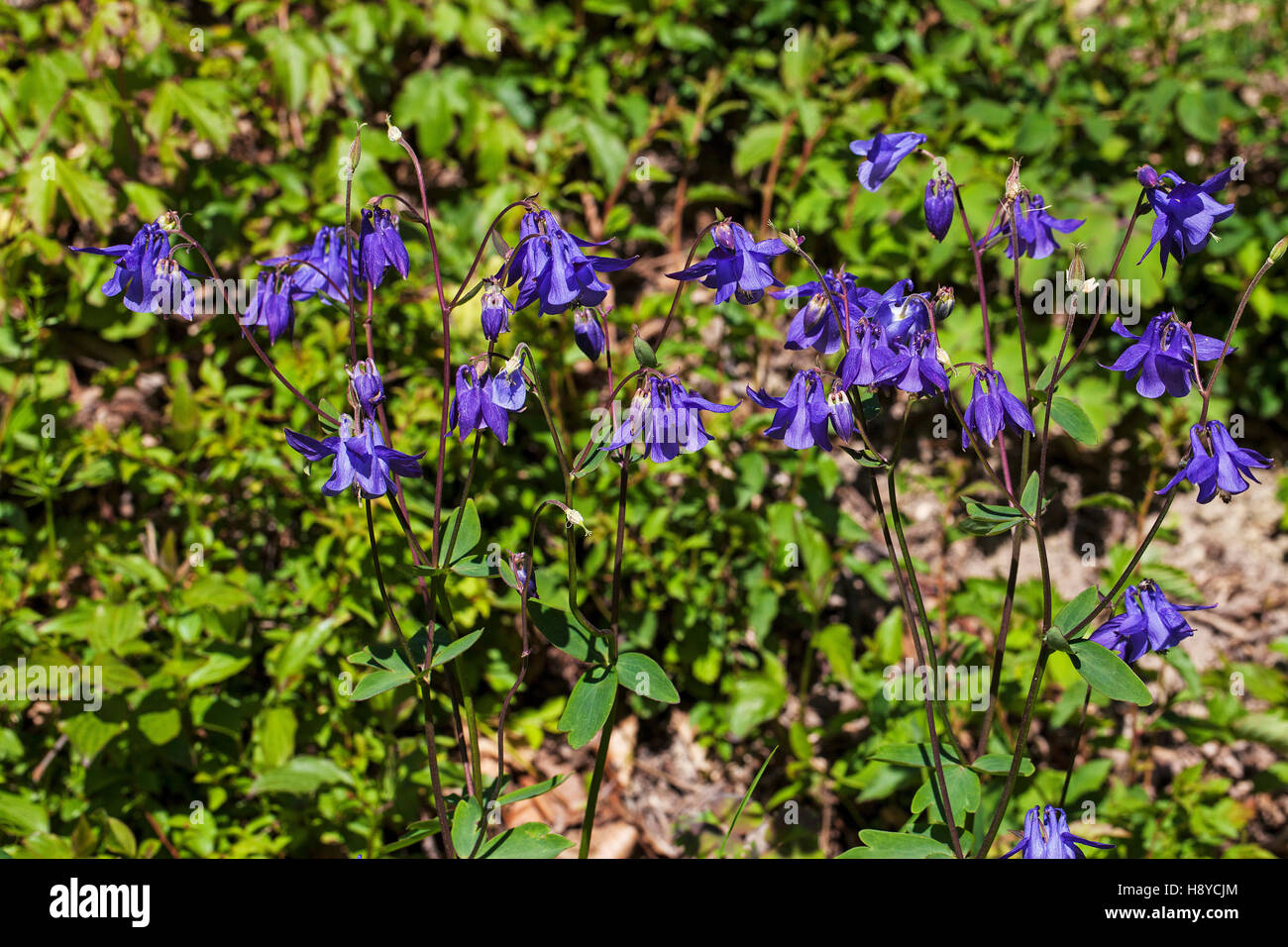 Alpine Akelei Aquilegia Alpina Naturparks Vercors Frankreich Stockfoto