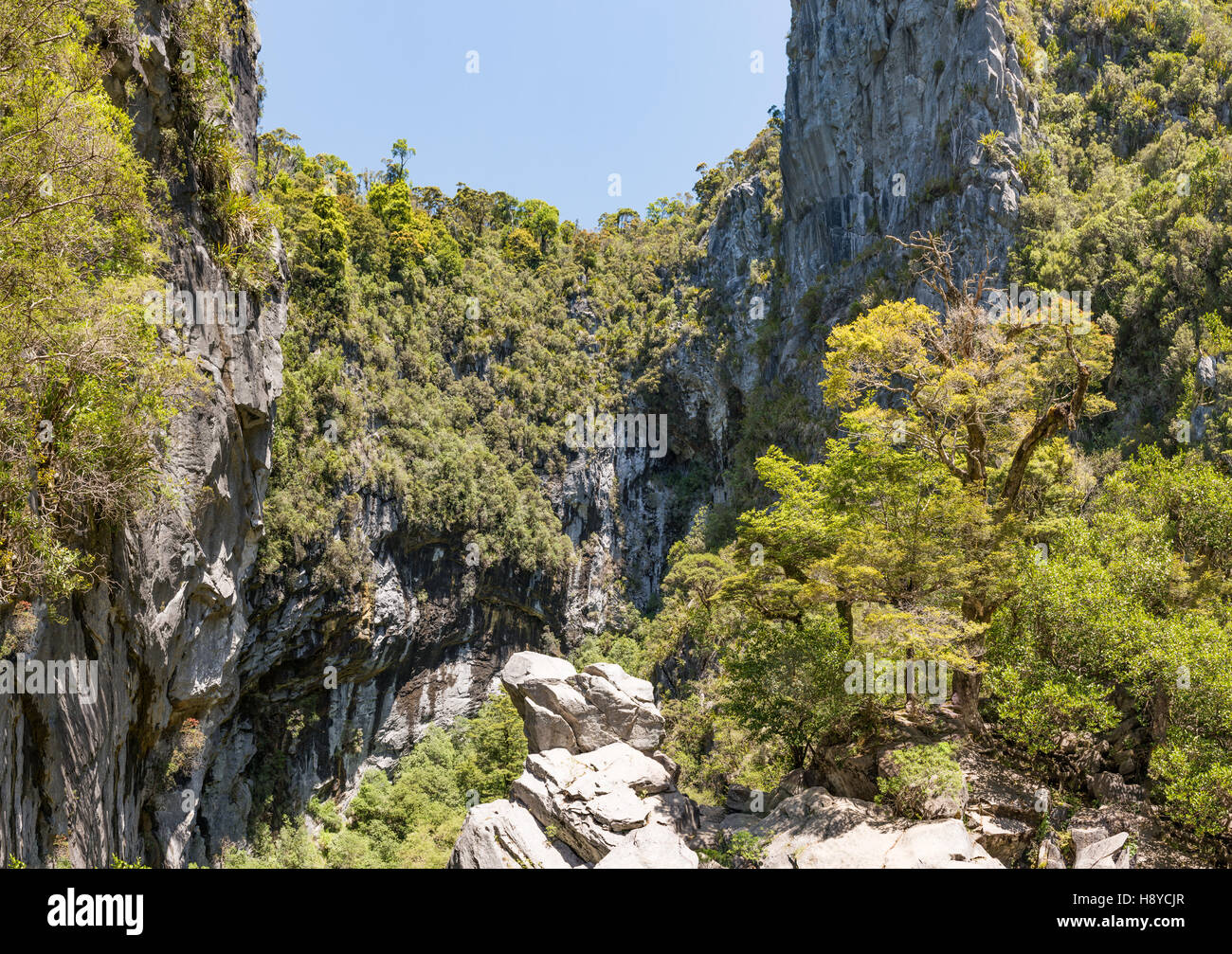Die Region Harwoods Hole, Takaka Hill, Nelson, Neuseeland Südinsel Stockfoto
