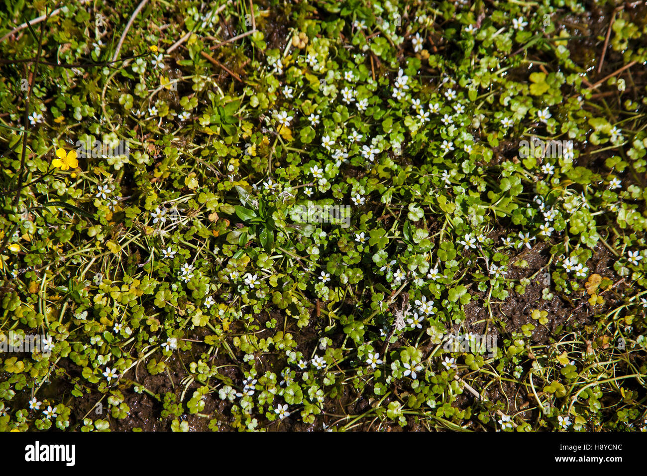 Runde-leaved Wasser Crowfoot Ranunculus Omiophyllus in der Nähe von Landzunge Warren Dartmoor National Park Devon England UK Stockfoto
