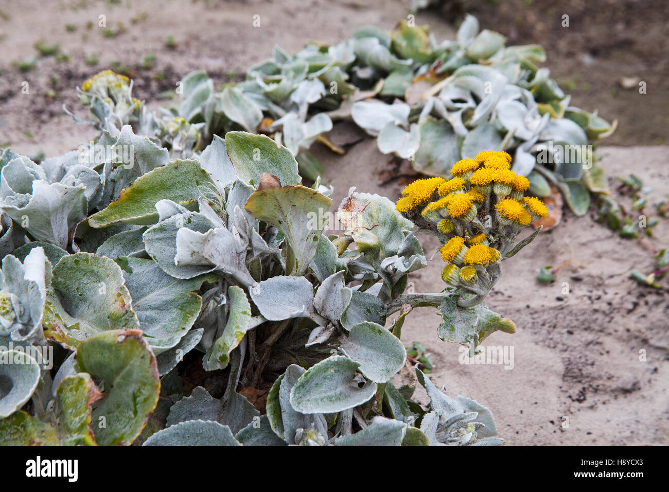 Meer Kohl Senecio Candidans wächst auf sandigen Strand Sea Lion Island Falkland-Inseln Stockfoto