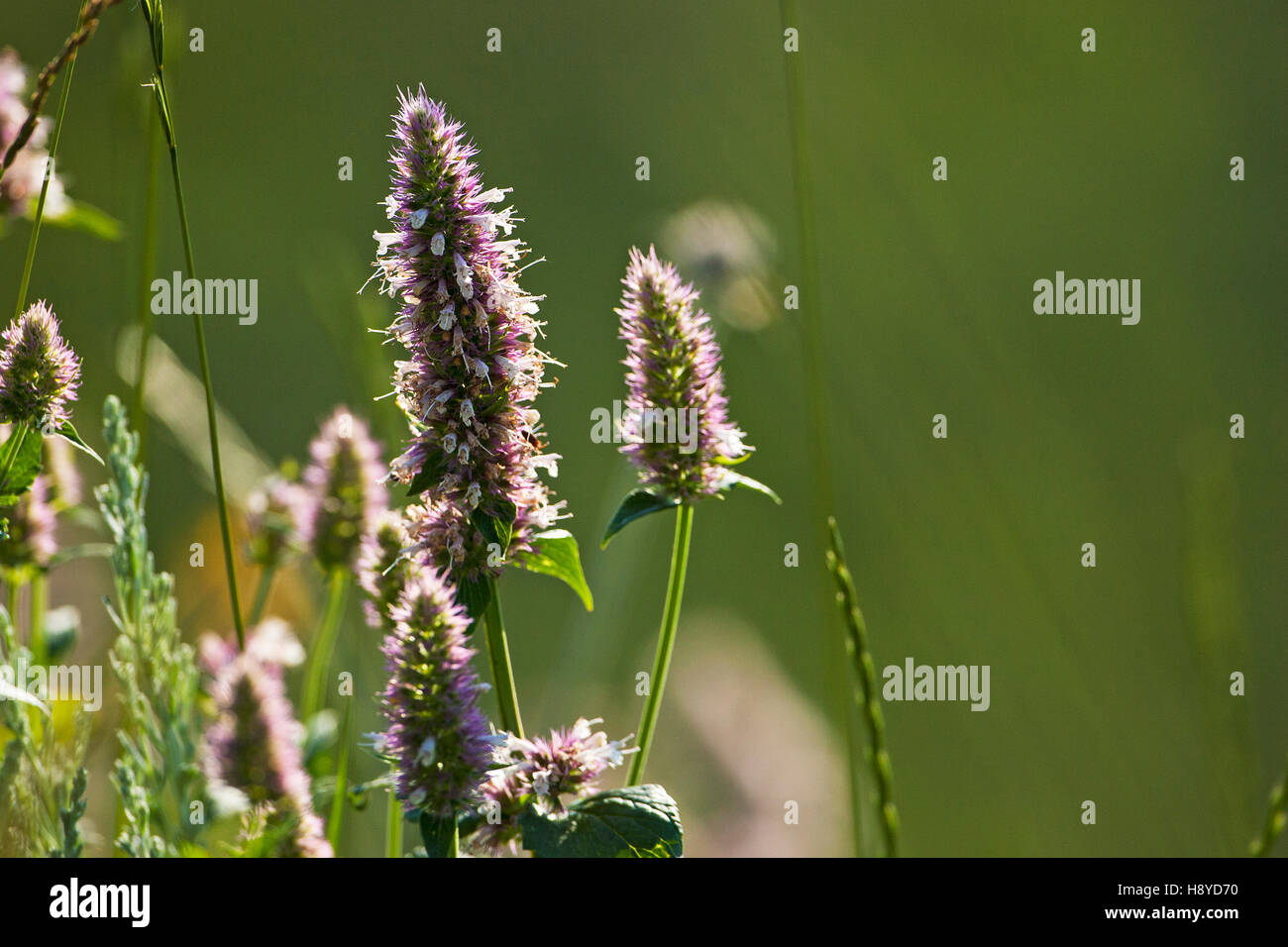 Kaninchen – Fuß Klee Trifolium Arvense hinterleuchtete von in der Nähe der Sendemast auf Signal Mountain Grand Teton Nationalpark Wyoming USA Juni 2015 Stockfoto