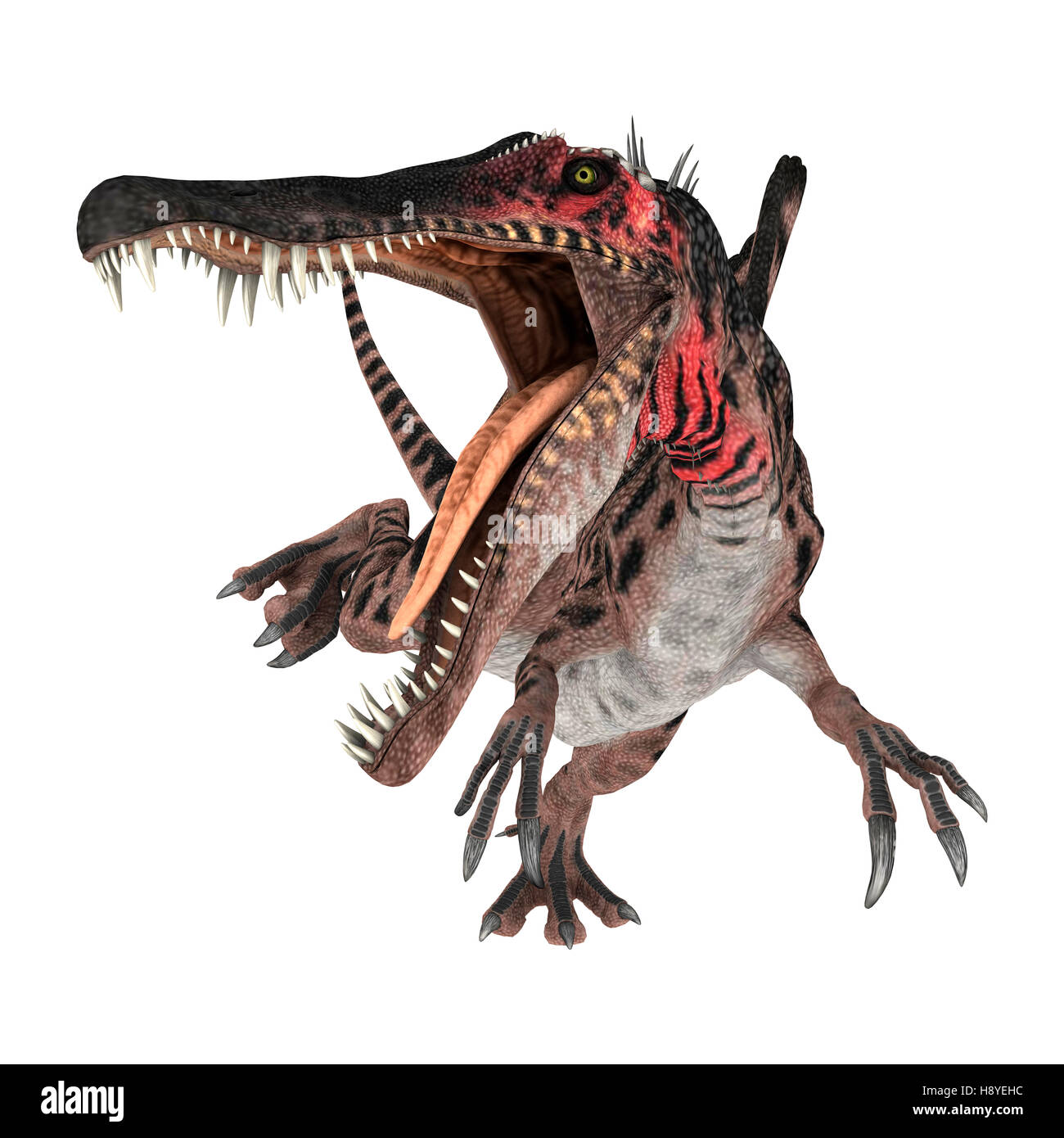 Digitale 3D Rendern eines kreidezeitlichen Dinosauriers Spinosaurus oder stacheligen Eidechse isoliert auf weißem Hintergrund Stockfoto