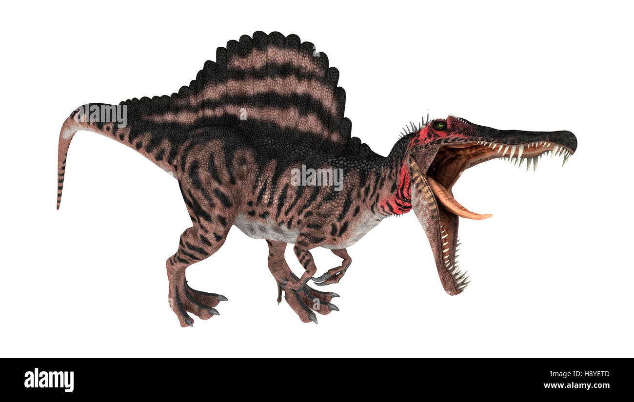 Digitale 3D Rendern eines kreidezeitlichen Dinosauriers Spinosaurus oder stacheligen Eidechse isoliert auf weißem Hintergrund Stockfoto