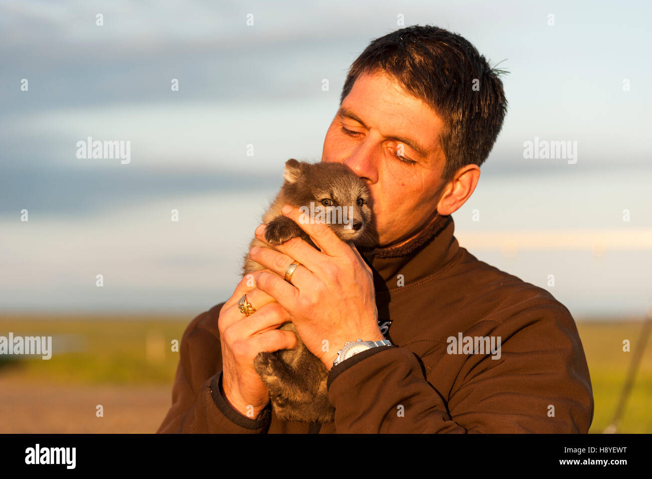 Ein Mann mit einem domestizierten Polarfuchs (Vulpes lagopus) Stockfoto
