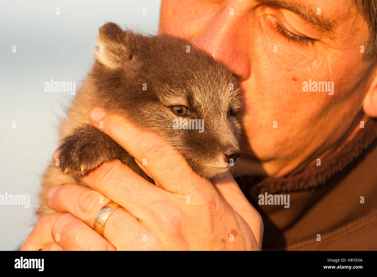 Ein Mann hält ein Polarfuchs (Vulpes Lagopus) Welpen Stockfoto