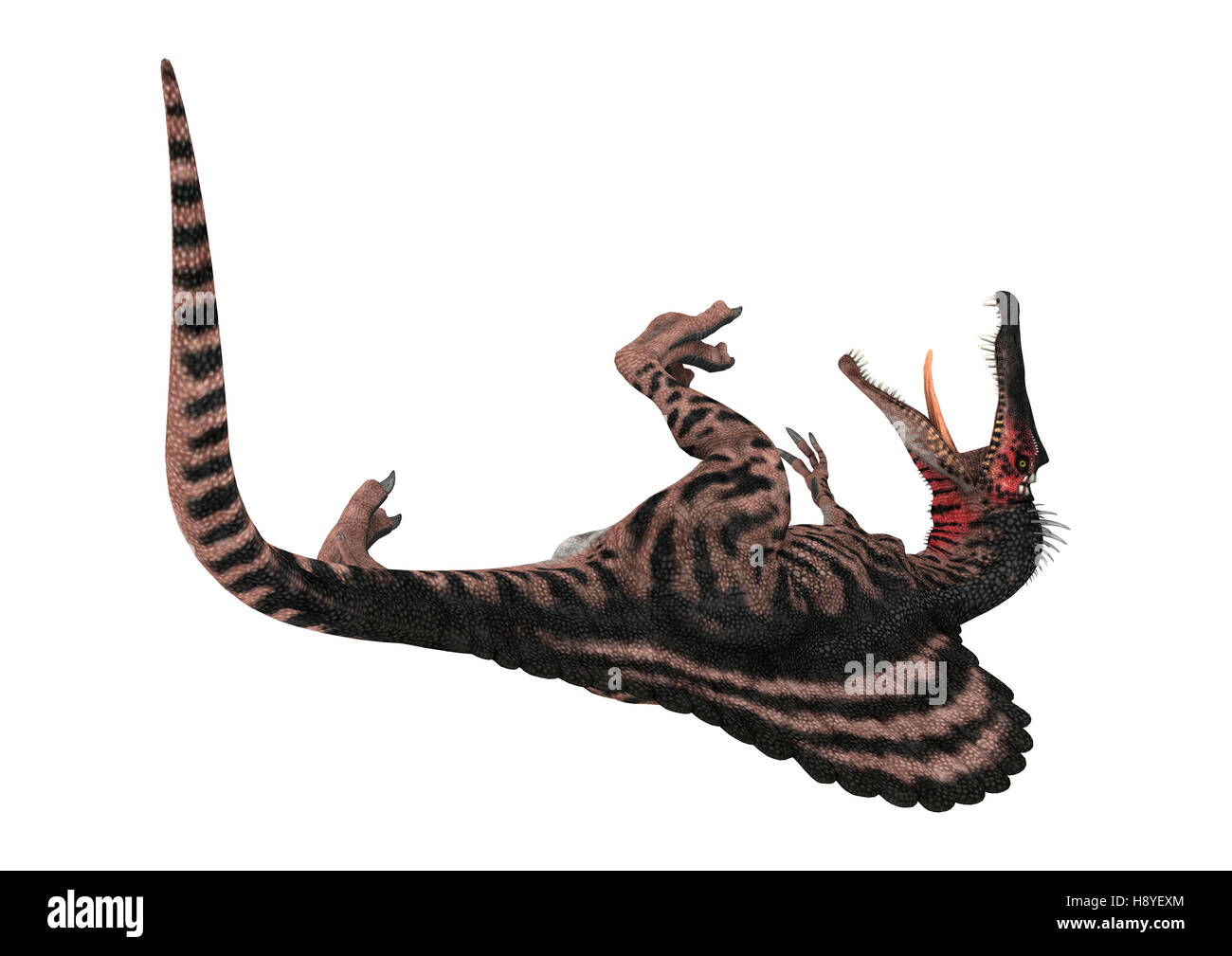 Digitale 3D Rendern eines kreidezeitlichen Dinosauriers Spinosaurus oder stacheligen Eidechse isoliert auf weißem Hintergrund Stockfoto