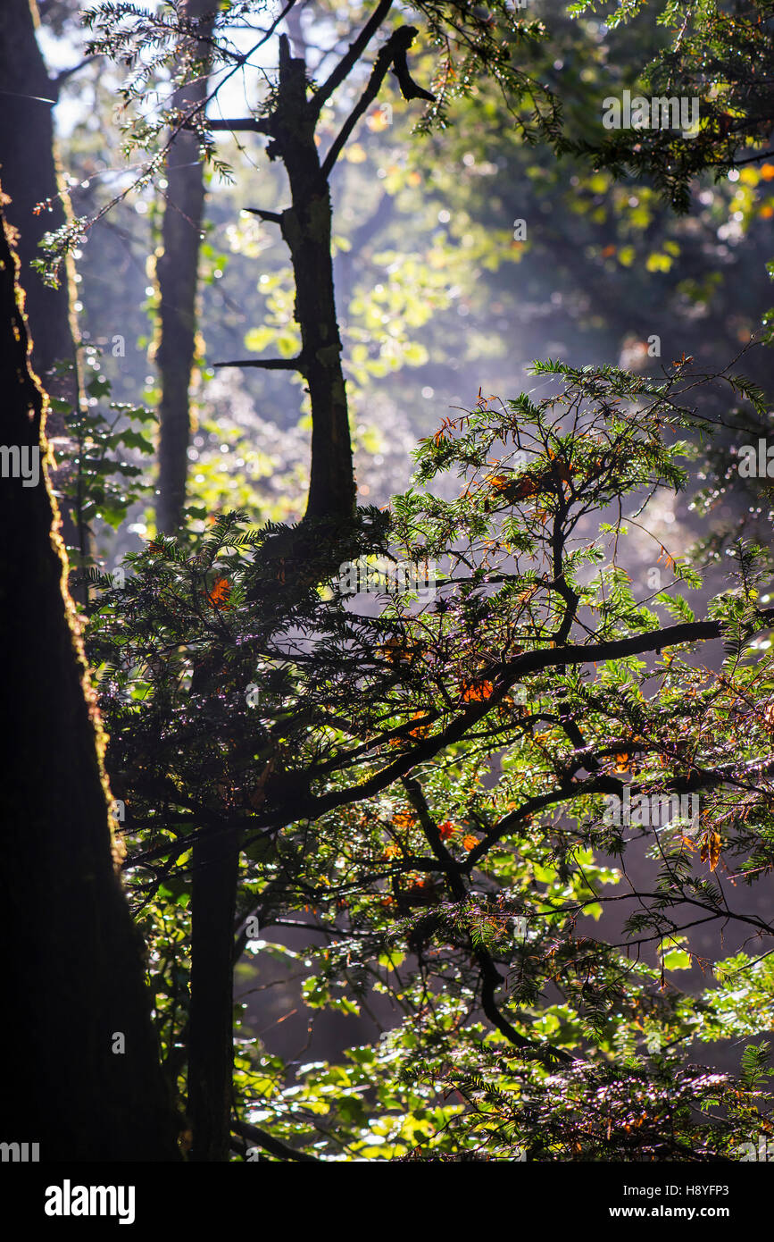 FORET DOMANIAL DE LA SAINTE BAUME VAR FRANKREICH 83 Stockfoto