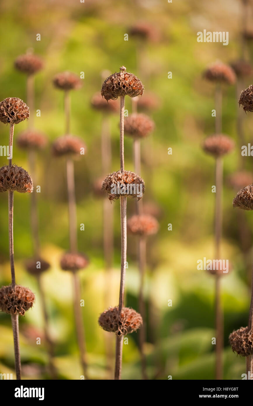 Phlomis russeliana-Sämeköpfe. Oudolf Field, Hauser & Wirth, Somerset, Großbritannien. September. Designer Piet Oudolf Stockfoto