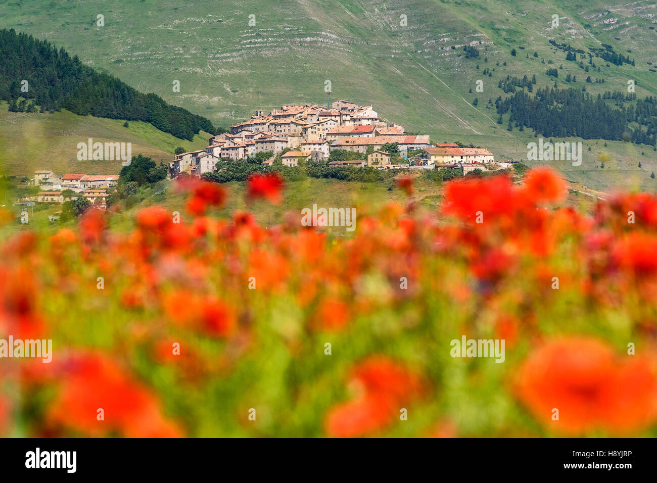 Castelluccio di Norcia, Umbrien, das grüne Herz Italiens. Die Blüte-Magie, die jedes Jahr zwischen Juni und Juli blüht. Stockfoto