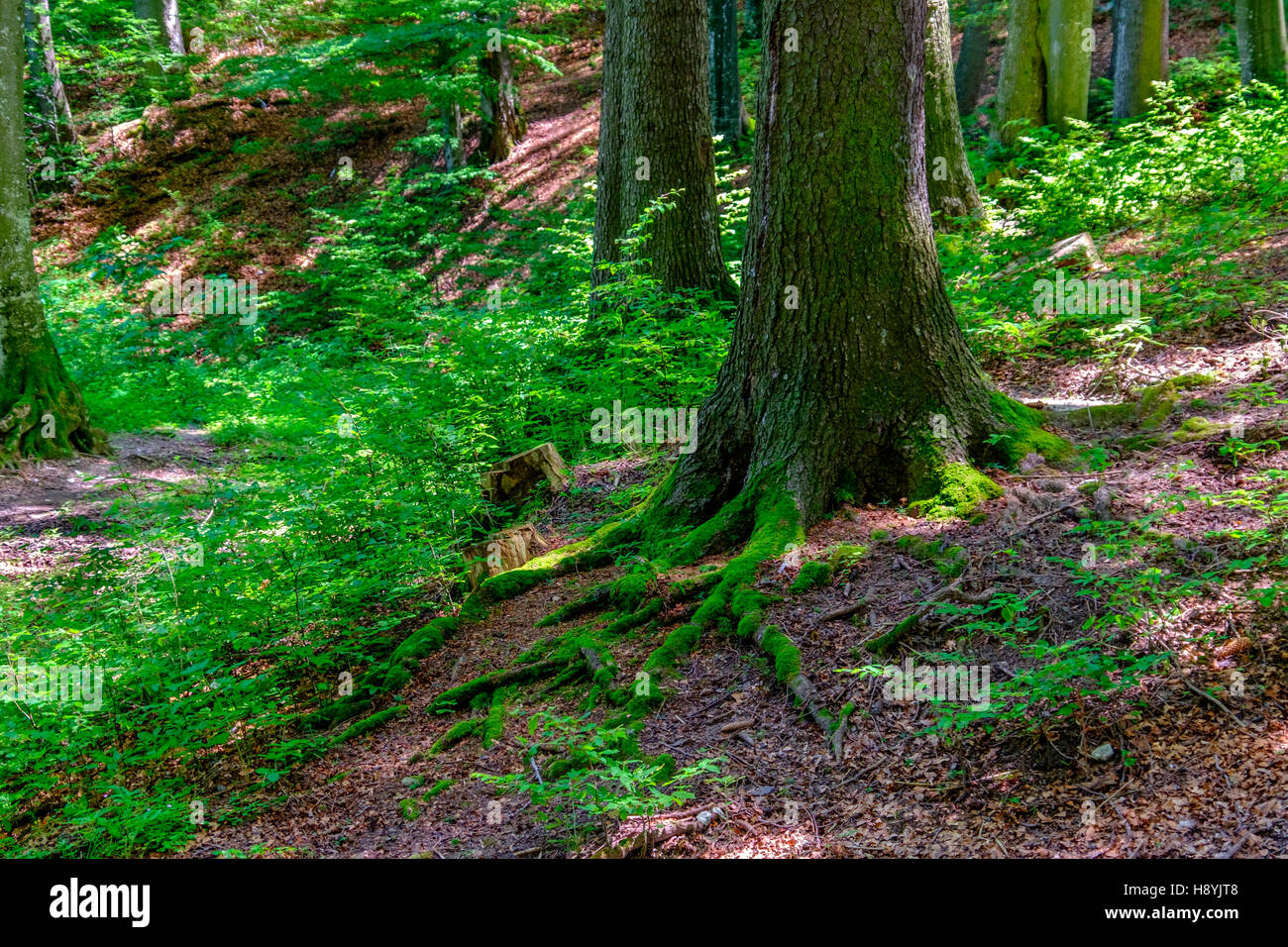 Ein Kiefernwald am sonnigen Sommertag Stockfoto