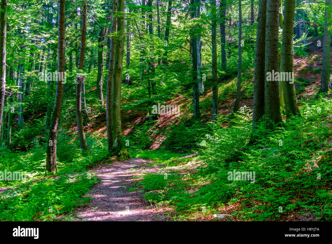 Ein Kiefernwald am sonnigen Sommertag Stockfoto