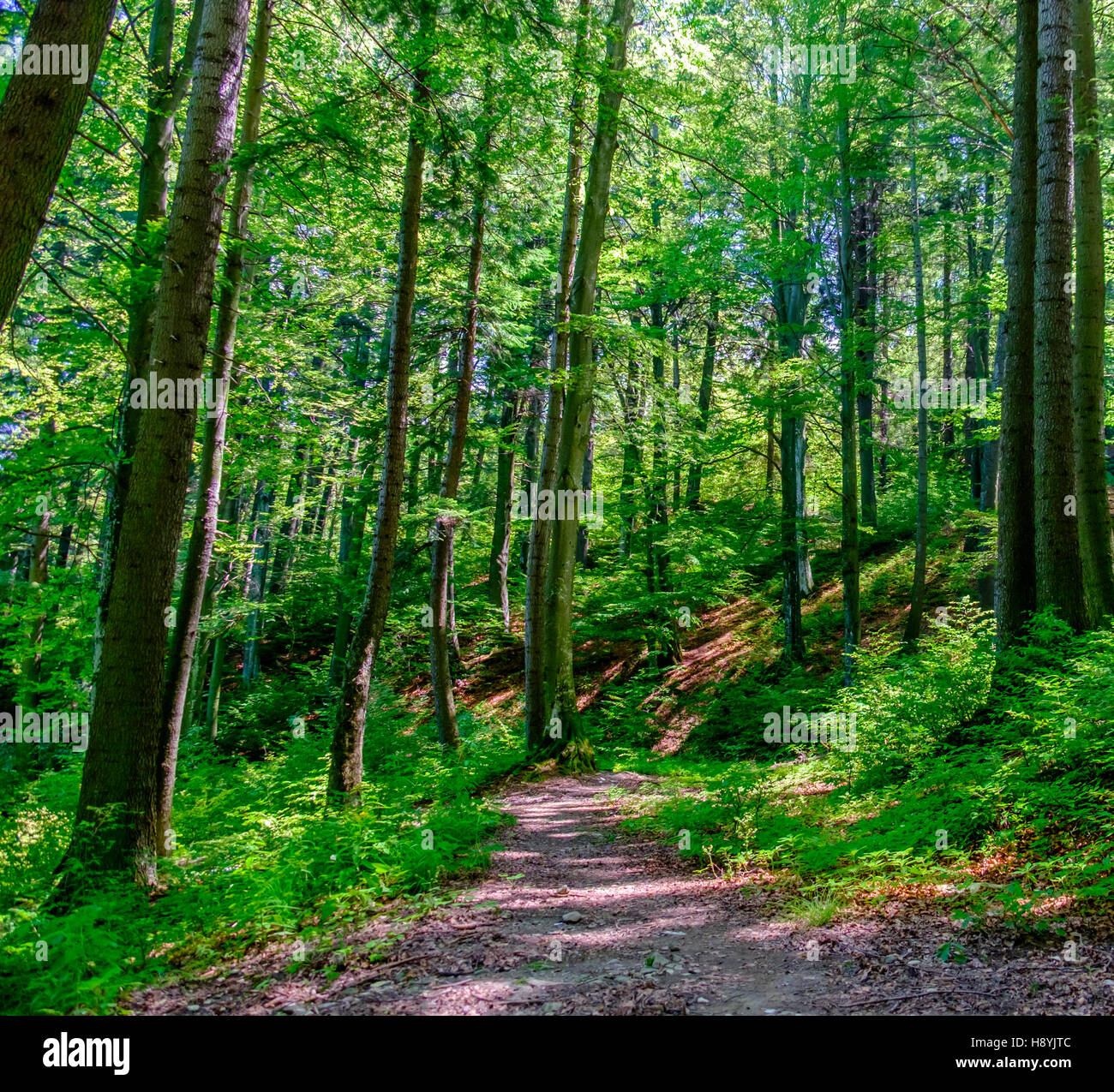 Ein Kiefernwald am sonnigen Sommertag Stockfoto
