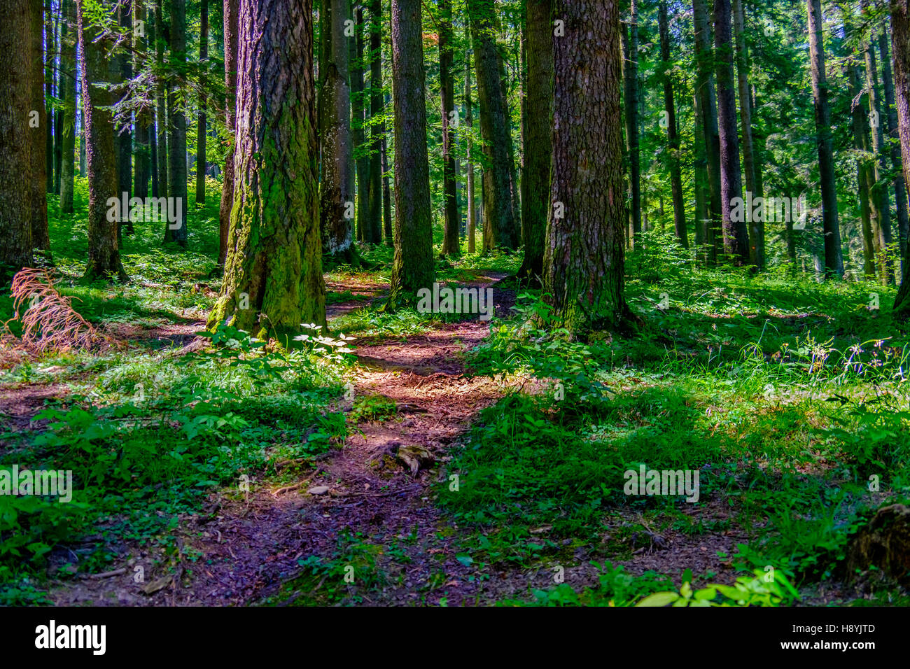 Ein Kiefernwald am sonnigen Sommertag Stockfoto