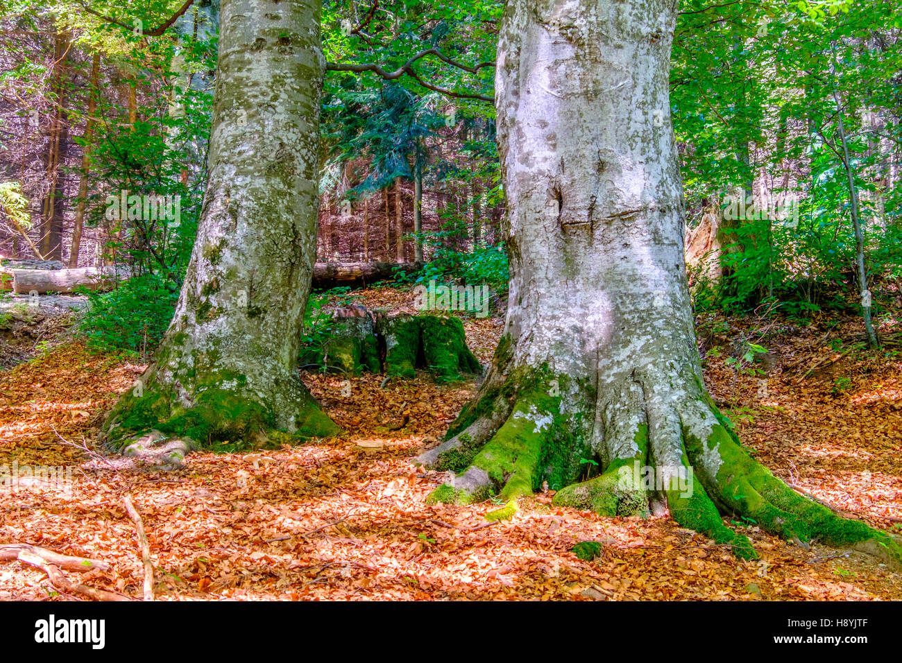 Ein Kiefernwald am sonnigen Sommertag Stockfoto