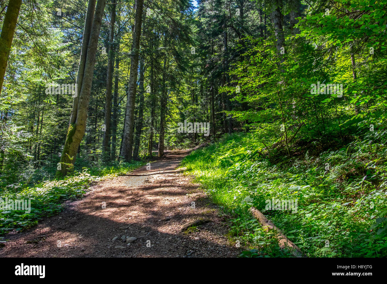 Ein Kiefernwald am sonnigen Sommertag Stockfoto