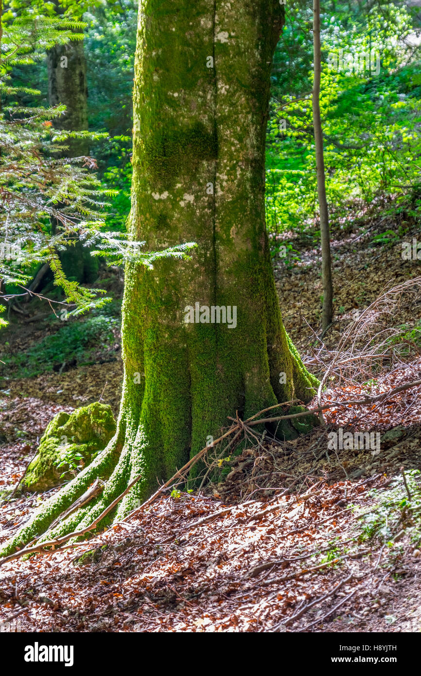 Ein Kiefernwald am sonnigen Sommertag Stockfoto