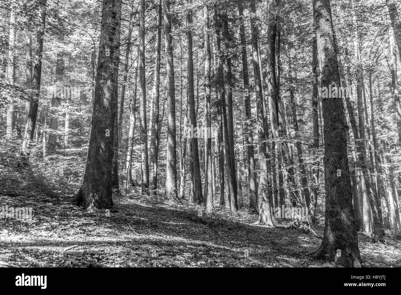 Ein Kiefernwald am sonnigen Sommertag Stockfoto