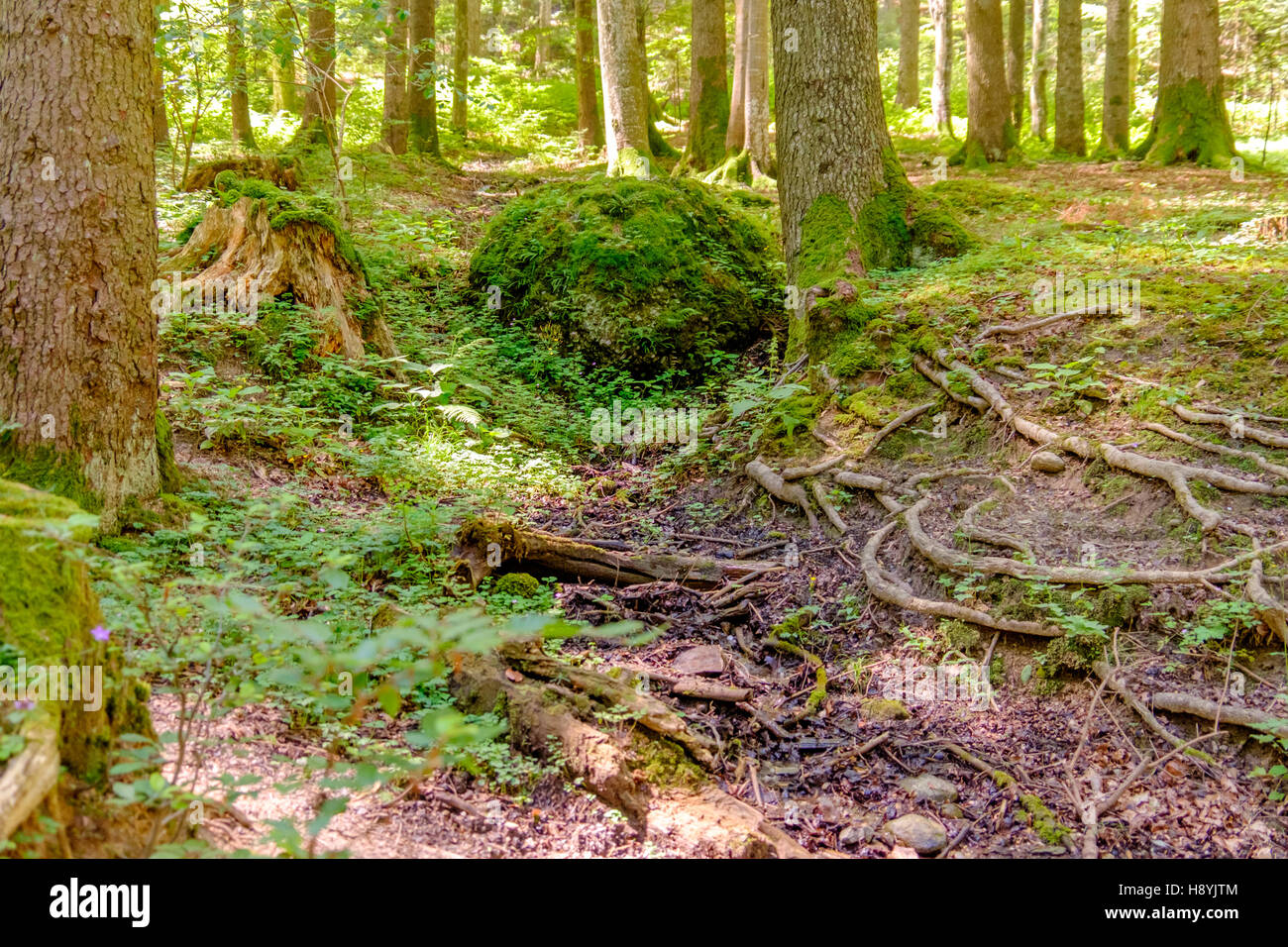 Ein Kiefernwald am sonnigen Sommertag Stockfoto