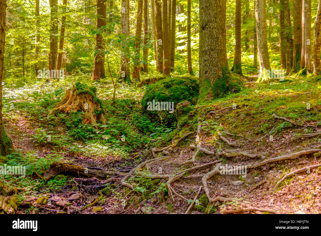 Ein Kiefernwald am sonnigen Sommertag Stockfoto
