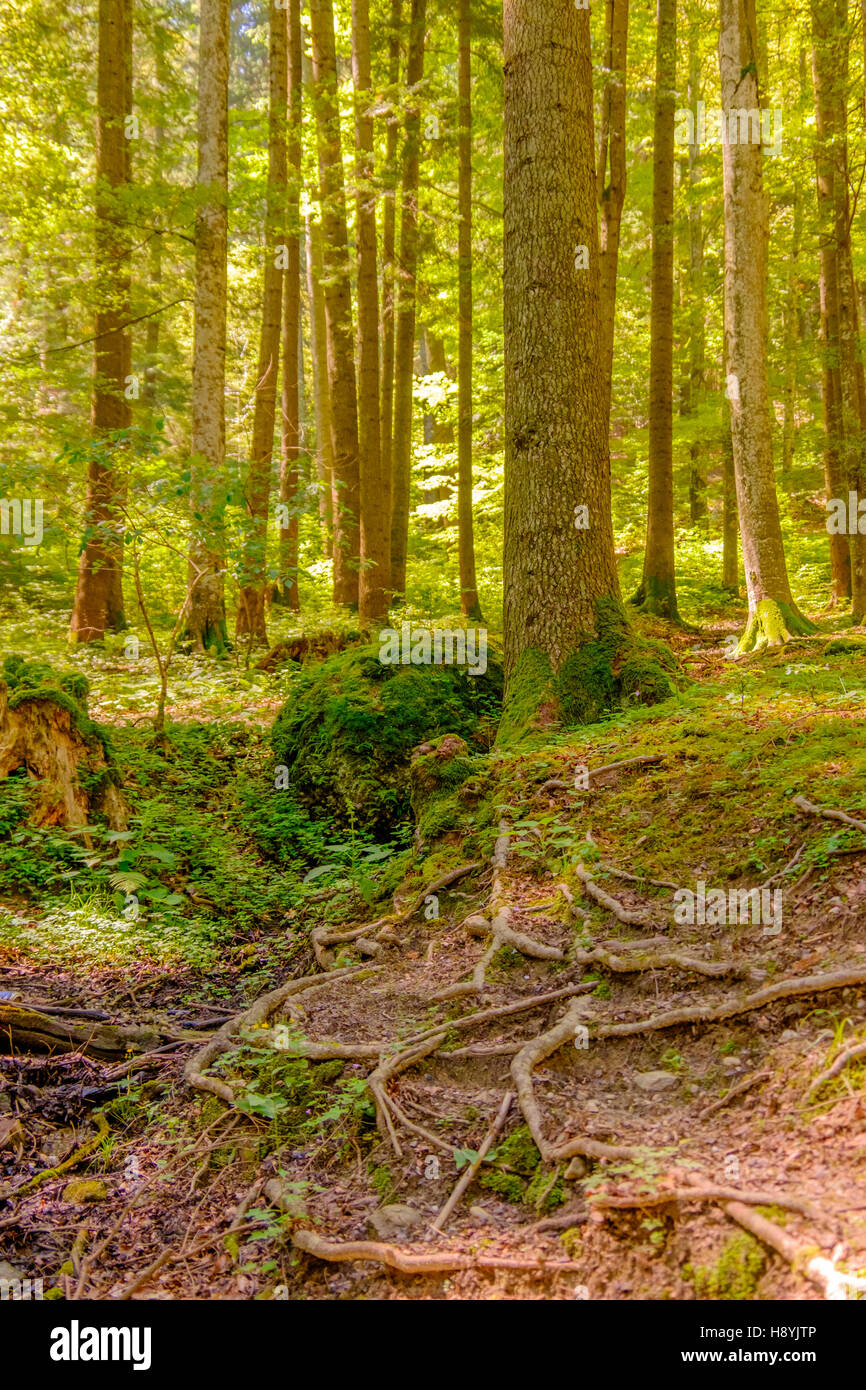 Ein Kiefernwald am sonnigen Sommertag Stockfoto