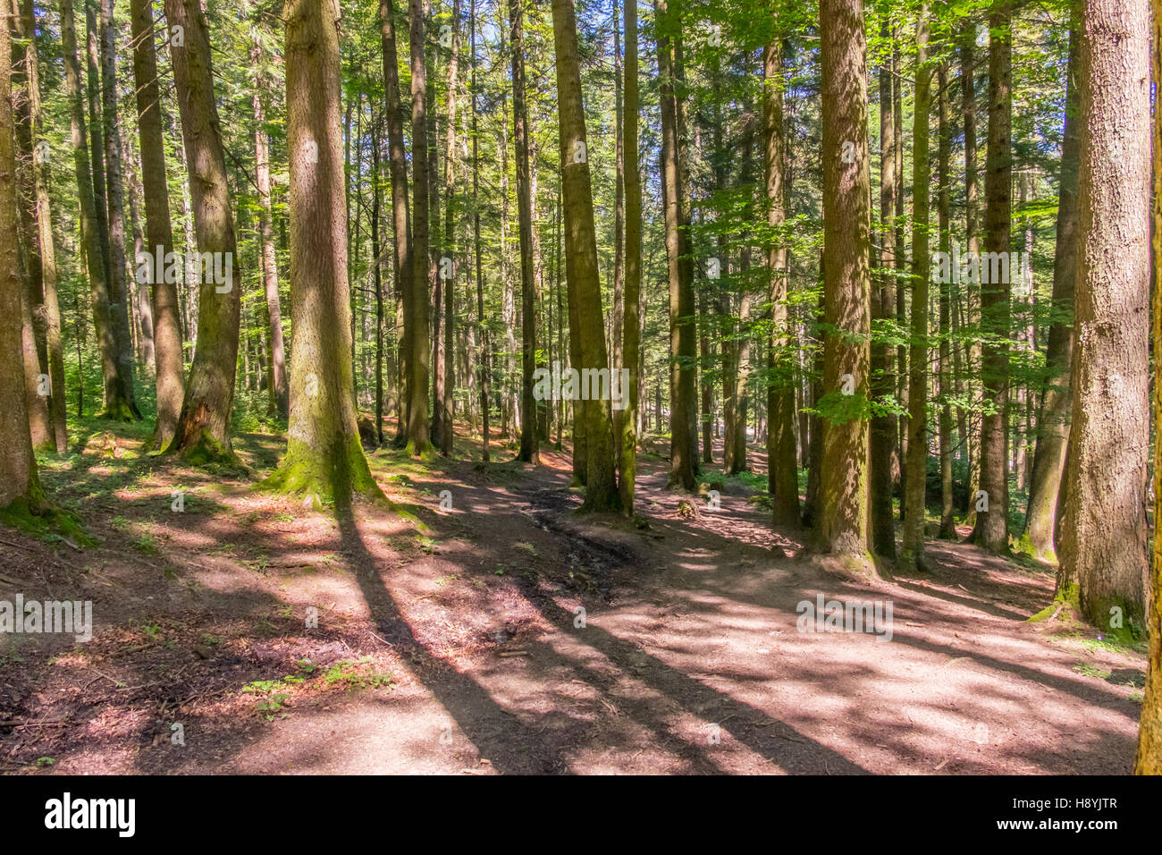 Ein Kiefernwald am sonnigen Sommertag Stockfoto