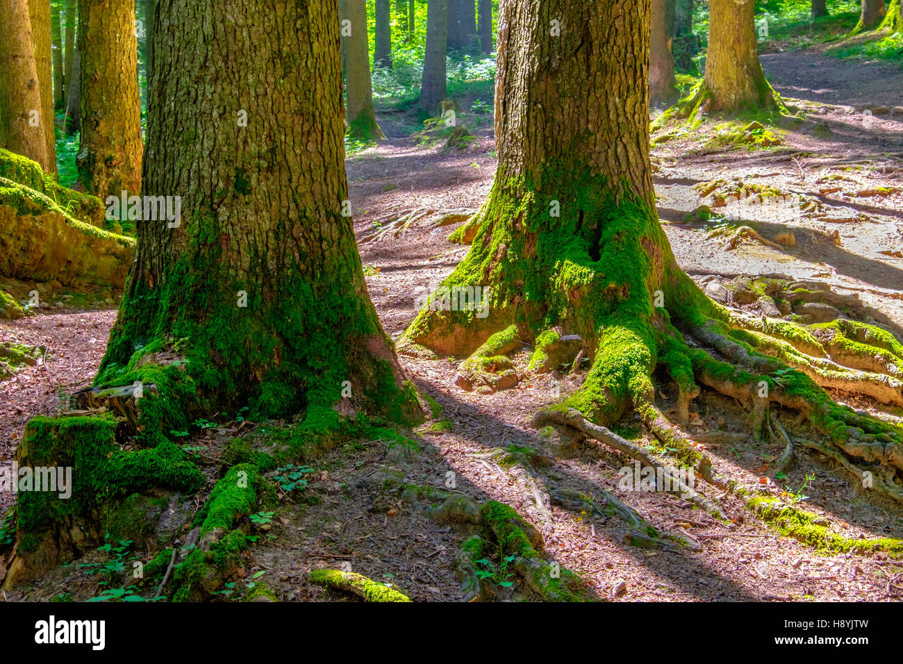 Ein Kiefernwald am sonnigen Sommertag Stockfoto