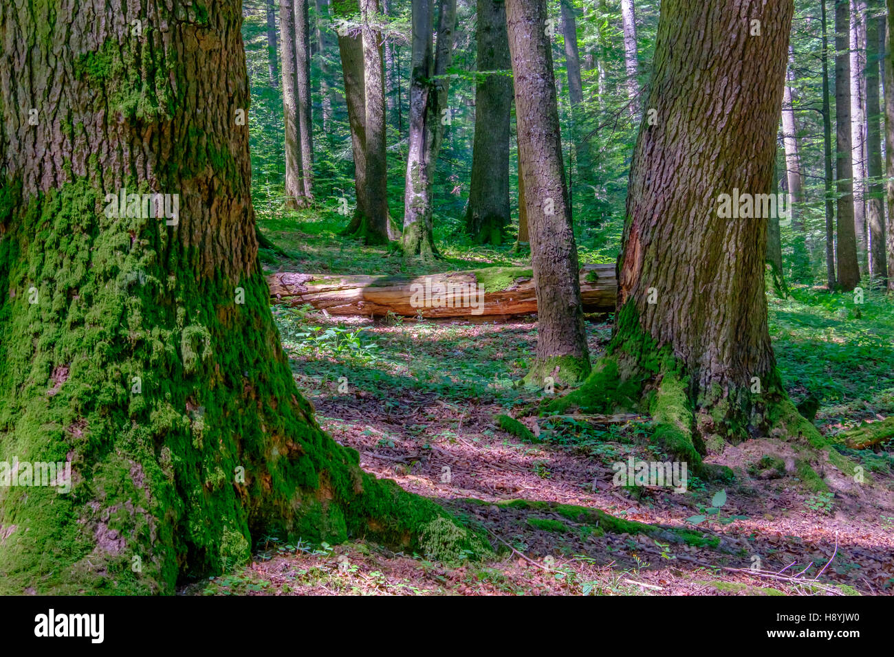 Ein Kiefernwald am sonnigen Sommertag Stockfoto