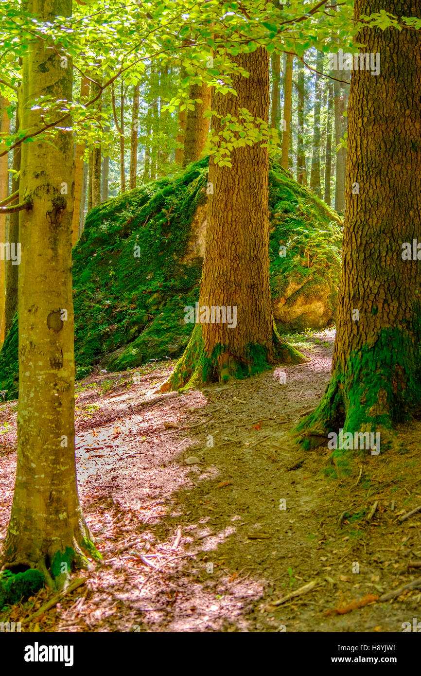 Ein Kiefernwald am sonnigen Sommertag Stockfoto