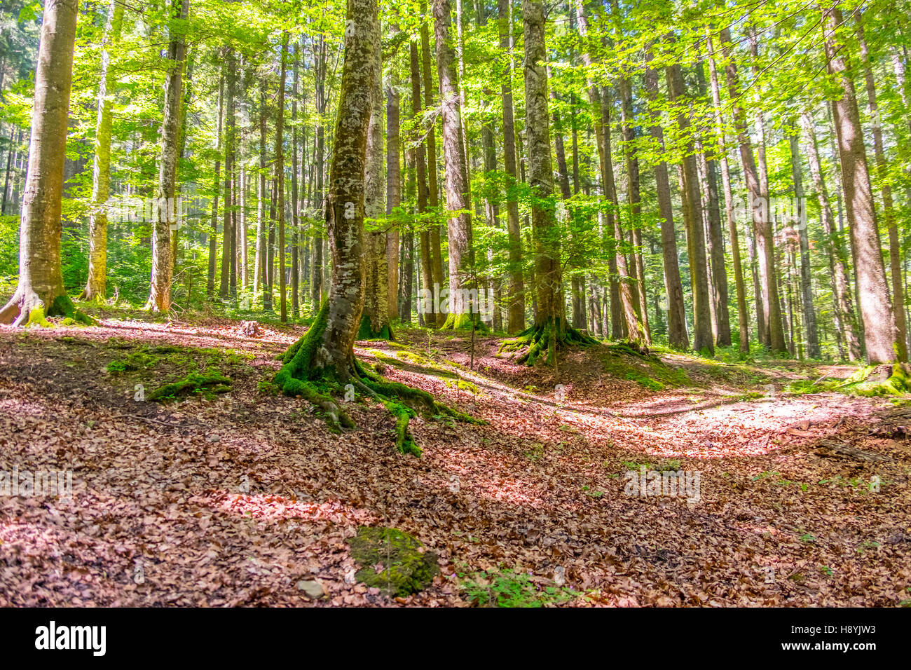 Ein Kiefernwald am sonnigen Sommertag Stockfoto