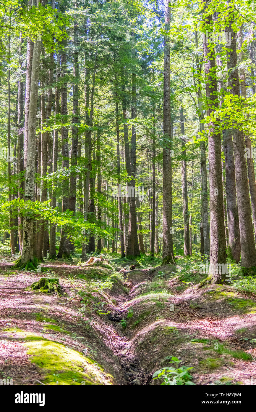 Ein Kiefernwald am sonnigen Sommertag Stockfoto