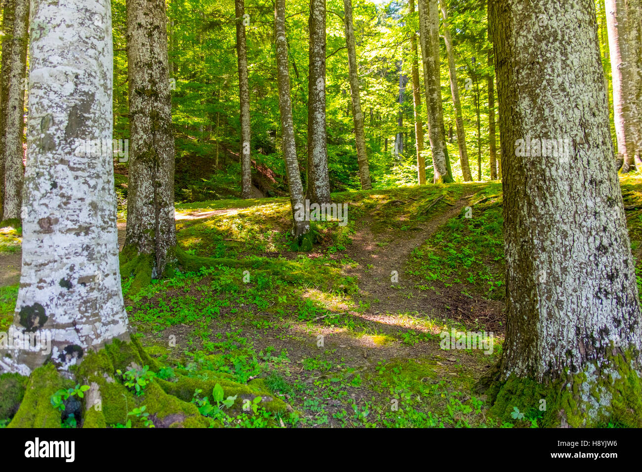 Ein Kiefernwald am sonnigen Sommertag Stockfoto