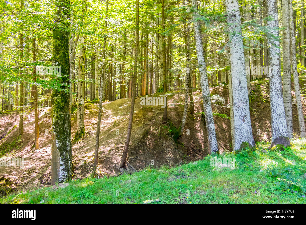 Ein Kiefernwald am sonnigen Sommertag Stockfoto