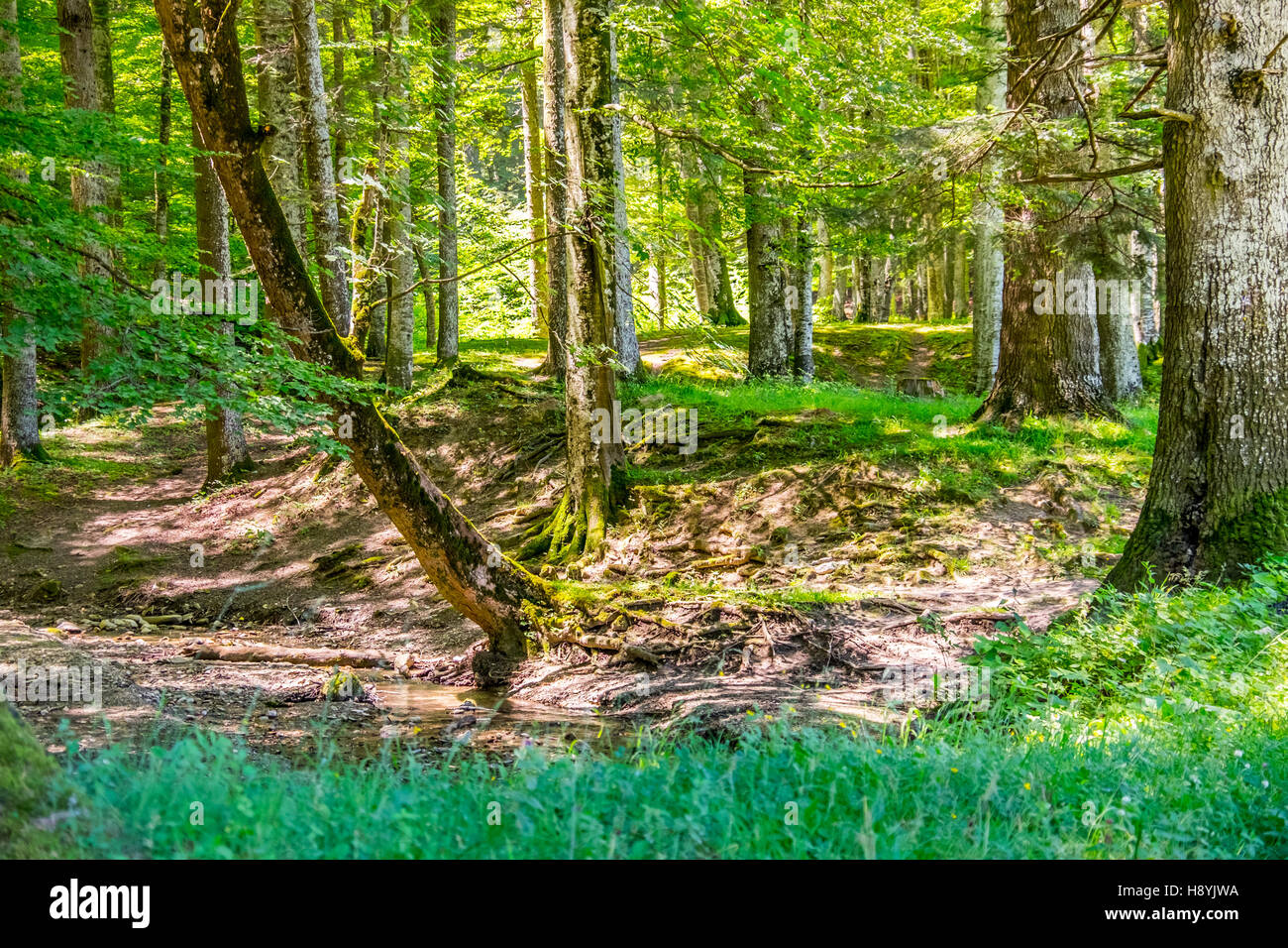 Ein Kiefernwald am sonnigen Sommertag Stockfoto