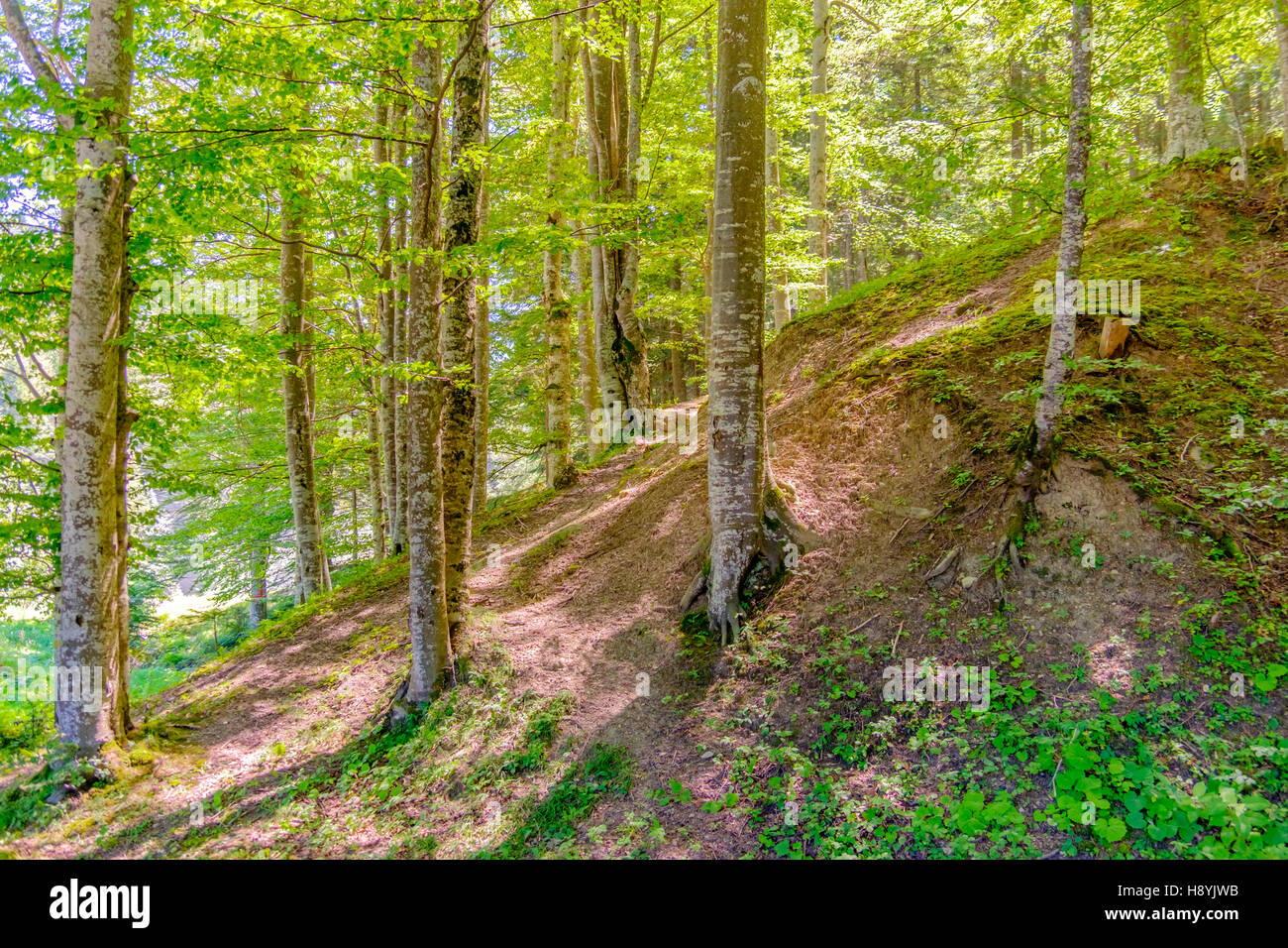 Ein Kiefernwald am sonnigen Sommertag Stockfoto
