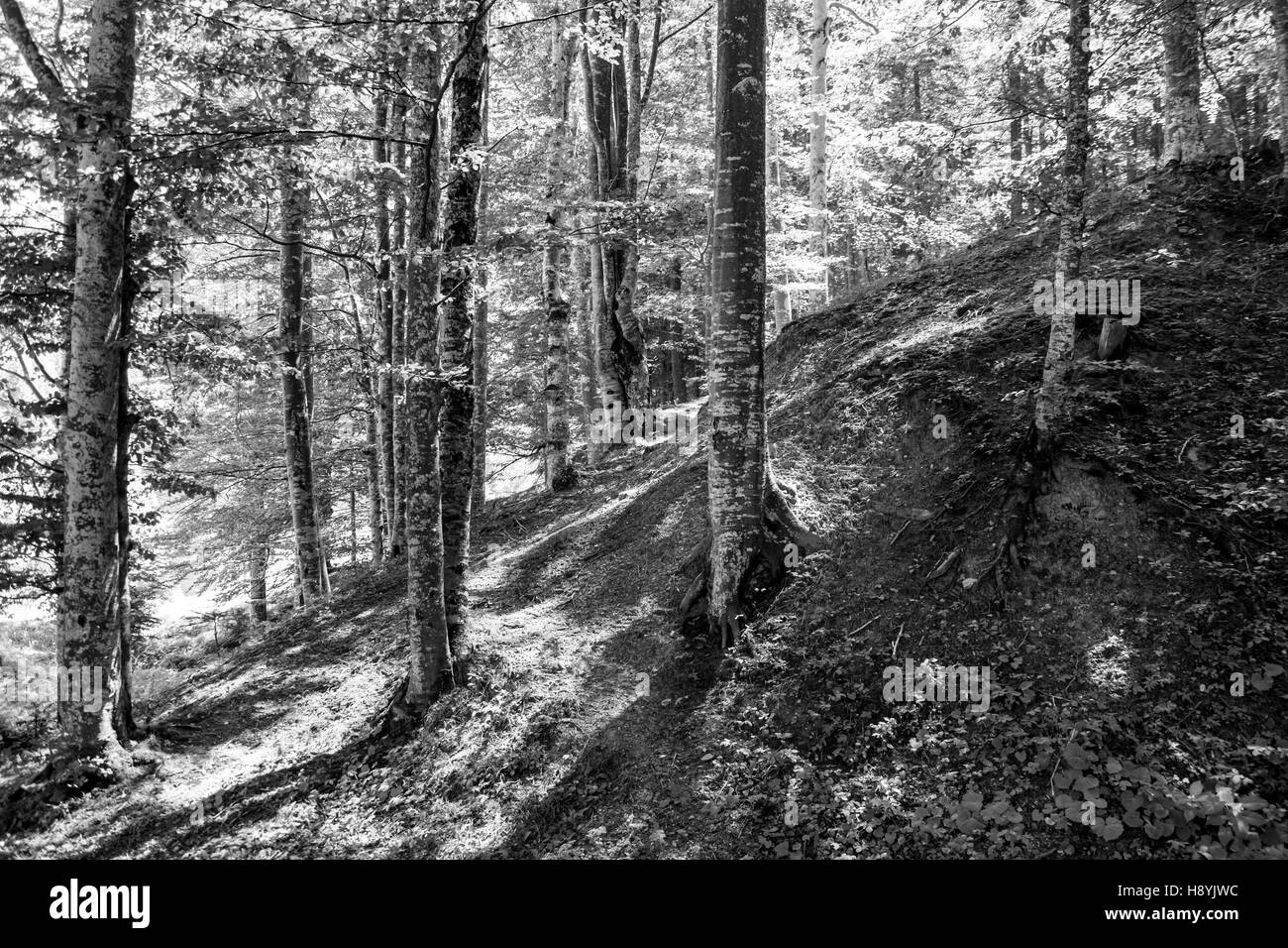 Ein Kiefernwald am sonnigen Sommertag Stockfoto