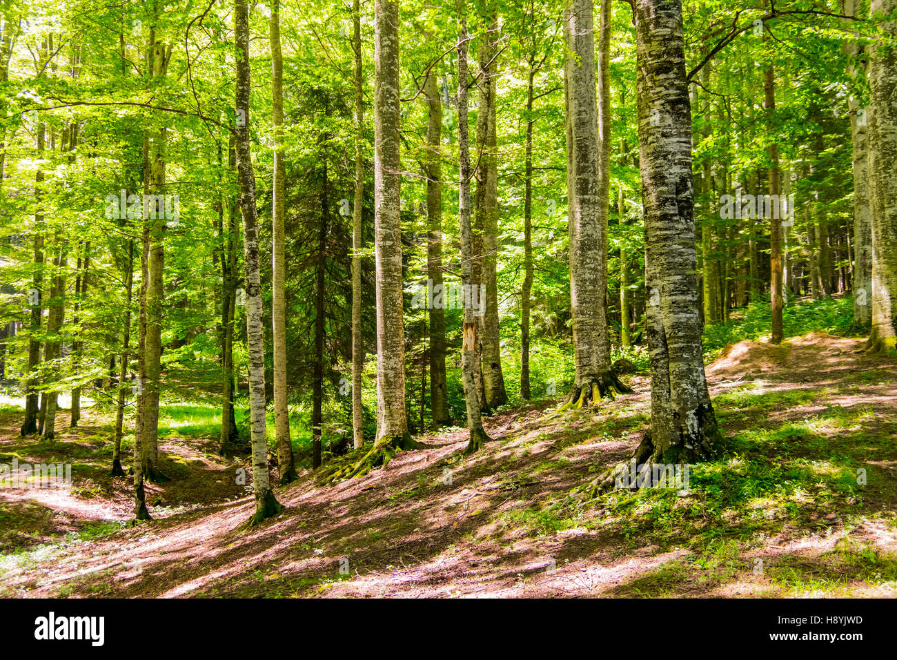 Ein Kiefernwald am sonnigen Sommertag Stockfoto