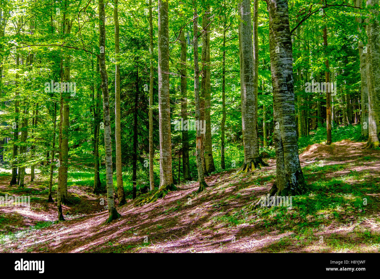 Ein Kiefernwald am sonnigen Sommertag Stockfoto