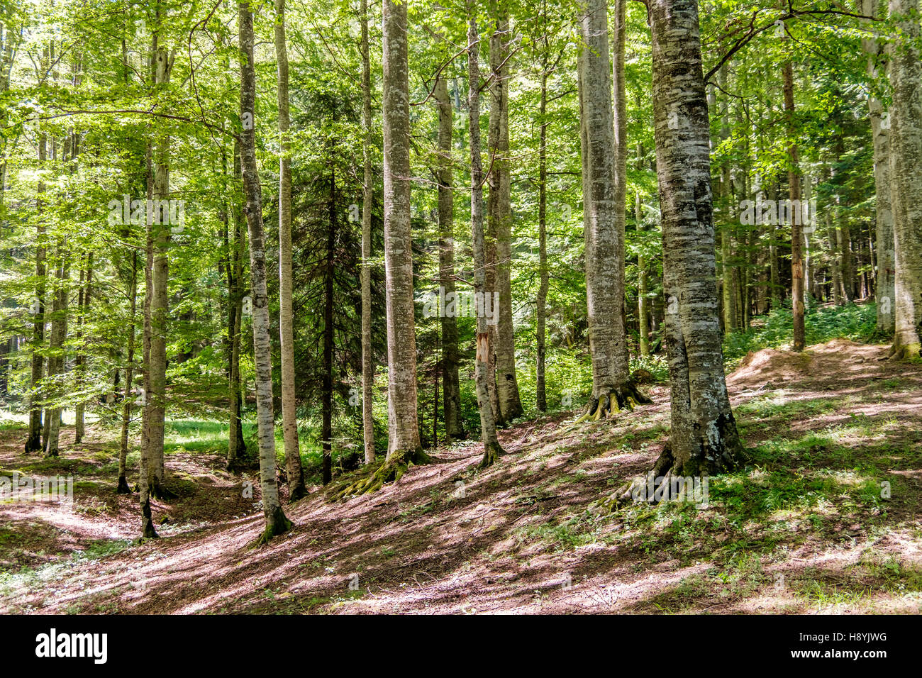 Ein Kiefernwald am sonnigen Sommertag Stockfoto