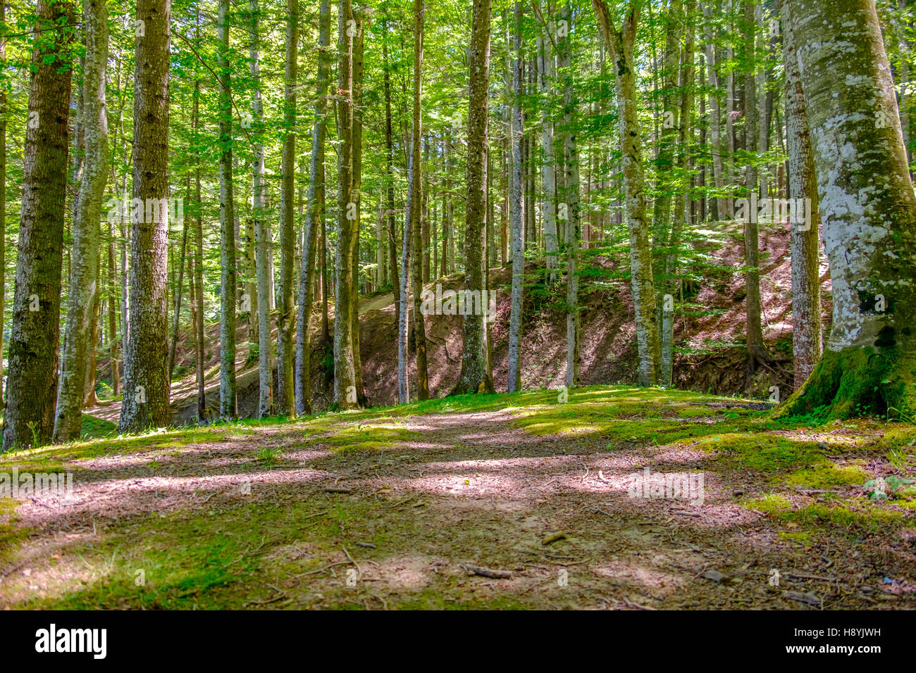 Ein Kiefernwald am sonnigen Sommertag Stockfoto