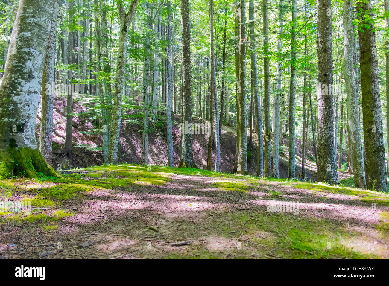 Ein Kiefernwald am sonnigen Sommertag Stockfoto