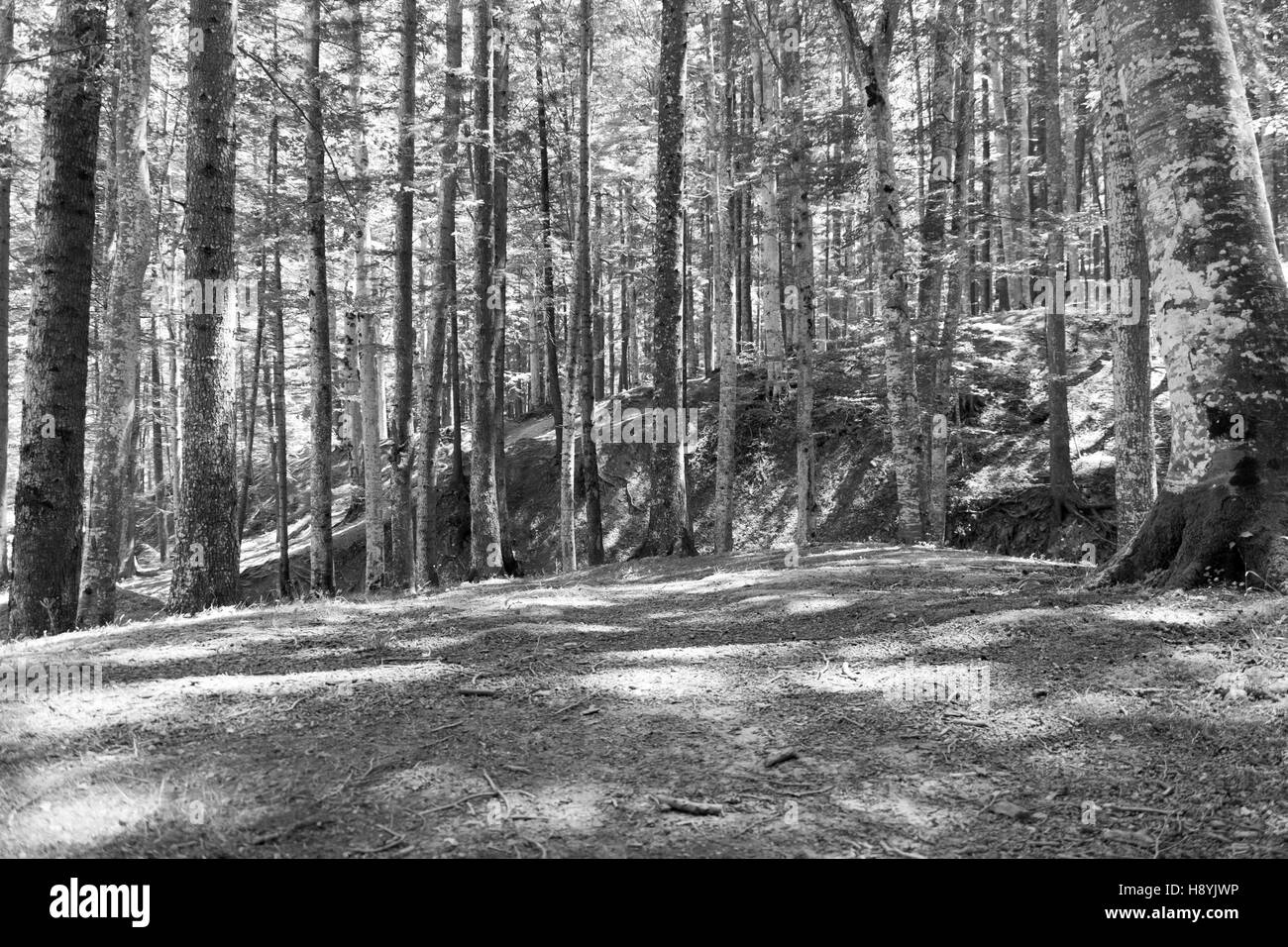 Ein Kiefernwald am sonnigen Sommertag Stockfoto